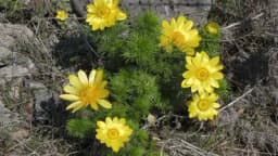 Ako imate ARITMIJU ovi prirodni lijekovi mogu biti od velike pomoći