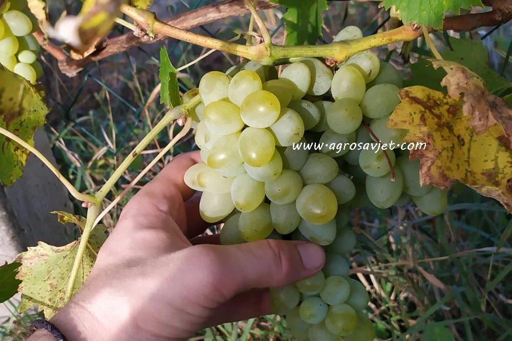 grožđe