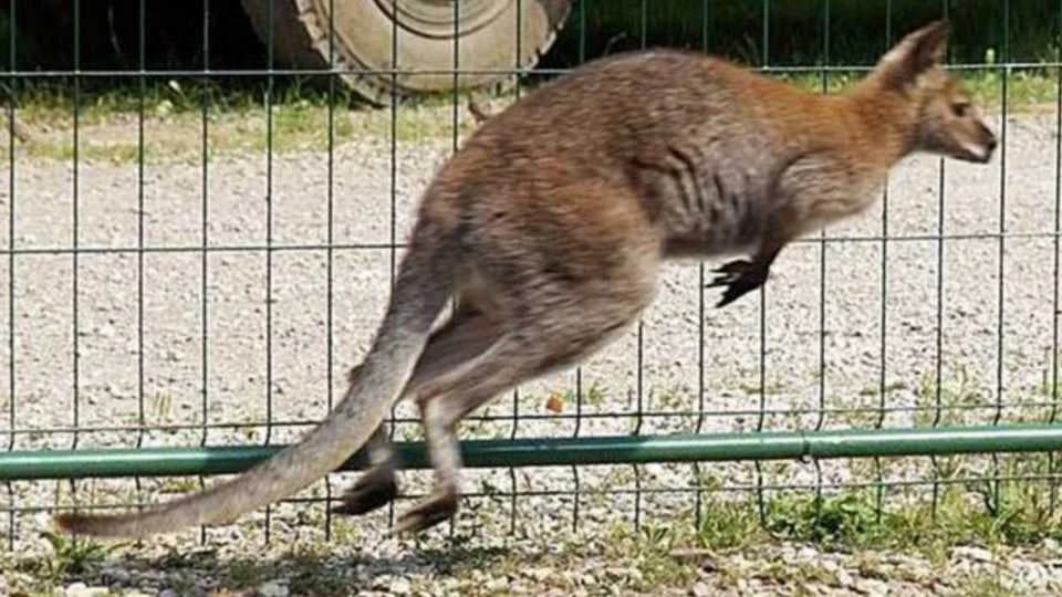 Pobjegao kengur u semberskom selu - Pronalazaču SLIJEDI NAGRADA!