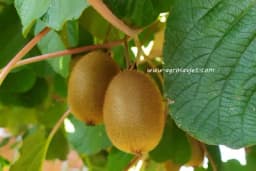 Kivi, vitaminsko čudo koje pomaže u borbi protiv virusa