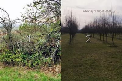 Priprema krčevina i šikara za podizanje novog voćnjaka