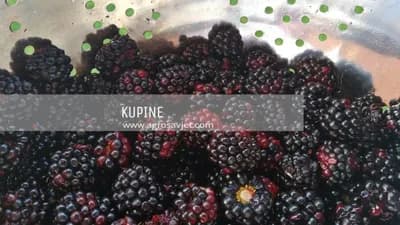 Kupine pomažu kod alergija i dijabetesa