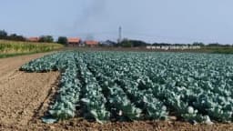 Kada je pravo vrijeme za berbu kupusa