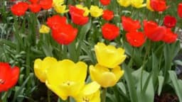 Sada je pravo vrijeme da posadite LALE