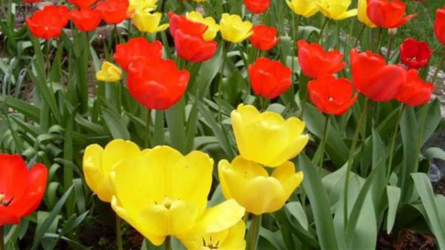 Sada je pravo vrijeme da posadite LALE