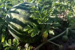 Njega lubenice i dinje - Prihranjivanje, okopavanje, zalivanje