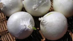 Savjeti za proizvodnju luka srebrnjaka