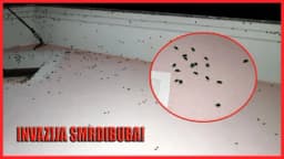 SNIMLJENA NEVJEROVATNA SCENA: "Invazija smrdibuba, napale su mi kuću, kako se odbraniti" /VIDEO/