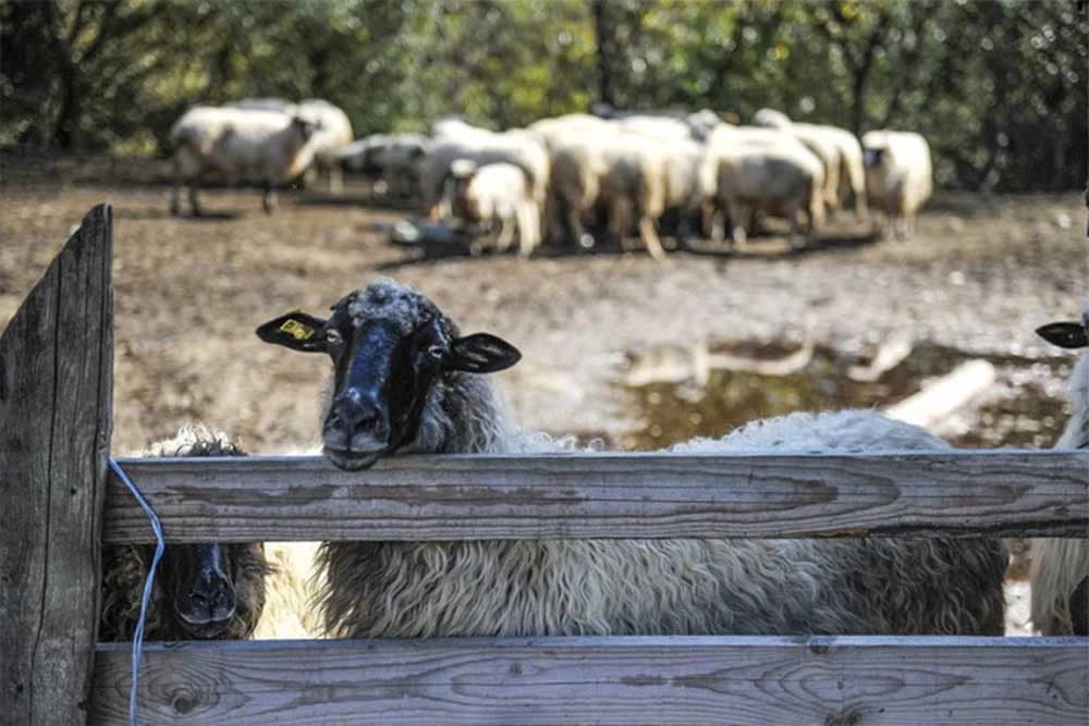 U FBiH nema vakcina i ušnih markica za sitnu stoku