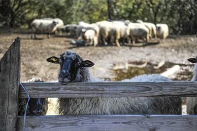U FBiH nema vakcina i ušnih markica za sitnu stoku