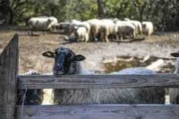 U FBiH nema vakcina i ušnih markica za sitnu stoku