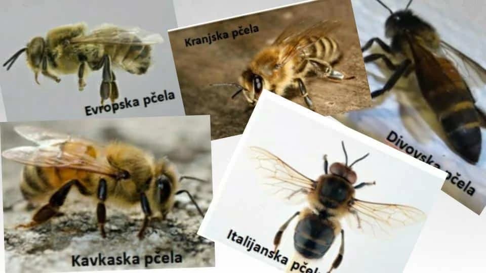 Najznačajnije vrste pčela!