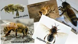 Najznačajnije vrste pčela!