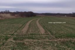 Kada je rizično sijati “staro” sjeme ratarskih usjeva?