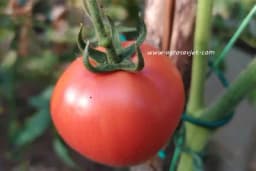 Vrijeme sjetve, pikiranja i sadnje paradajza u plastenicima