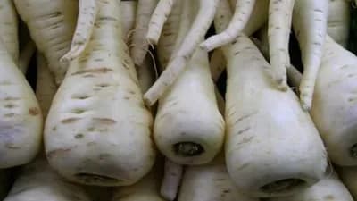 PAŠKANAT - Poznat je u narodnoj medicini, a svojom aromom poboljšava svako jelo