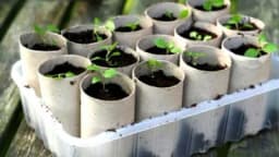 Uzgojite sadnice u rolnama toalet papira