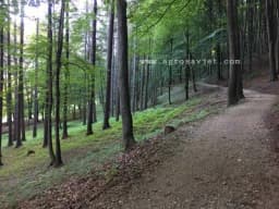 TERAPIJA ŠUMOM - Doznajte koje nevjerojatne dobrobiti za zdravlje čini "kupanje u prirodi"