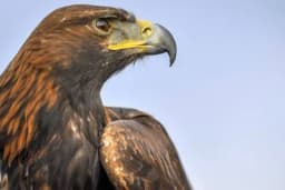 Ko ubija strogo zaštićene vrste u Srbiji?