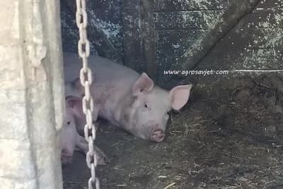 Prasad skuplja u RS nego u Njemačkoj