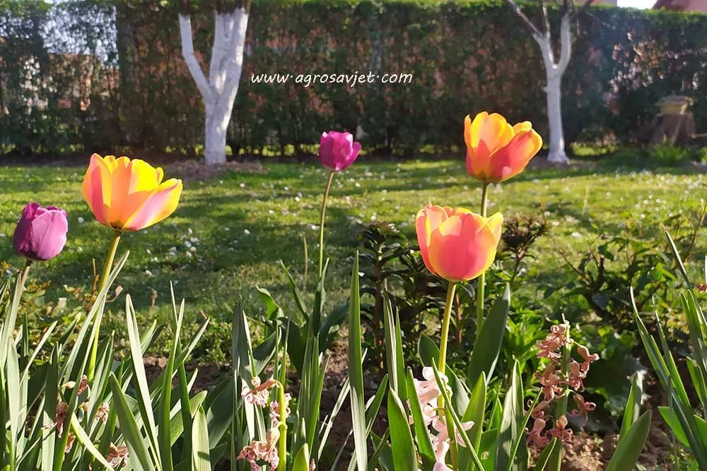 Tulipan