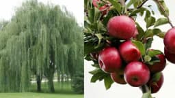 Jedan sastojak iz VRBE štiti VOĆKE i kontroliše njihove BOLESTI!