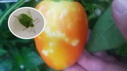 Zelena stjenica pravi probleme u povrtnjacima - otjerajte je sirćetom i bijelim lukom