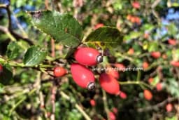 Kako uzgajati šipak na lak i jednostavan način