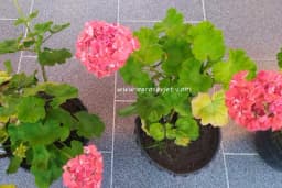 Kako da muškatle prezime zimu i srećno dočekaju proljeće?