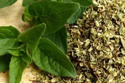 Uz šolju čaja od origana možete izliječiti i ublažiti mnoge bolesti
