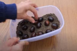 Kako uzgojiti PITOMI KESTEN iz ploda /VIDEO/