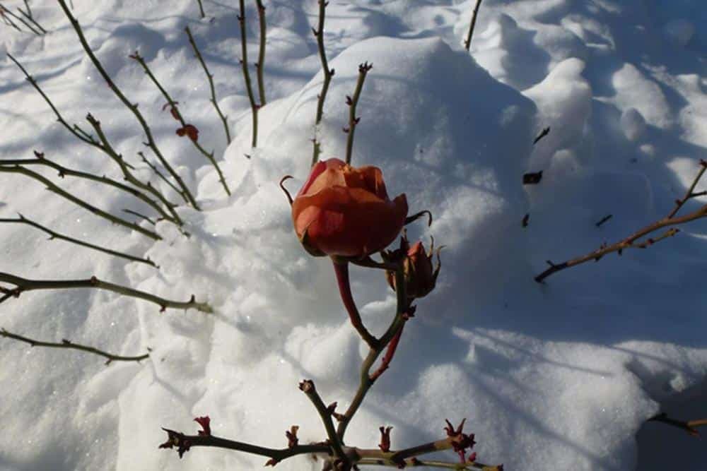 Kako zaštititi ruže preko zime