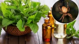 TRIK KOJI TJERA PAUKOVE