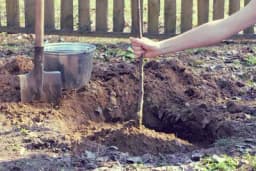 Kako presaditi ranije posađene voćke?