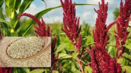 Šta je AMARANT i koja ljekovita svojstva posjeduje?