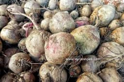 Kako čuvati cveklu tokom zime?