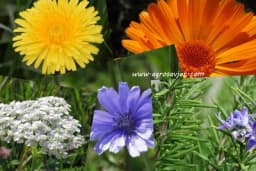 Tabela jestivog i ljekovitog cvijeća