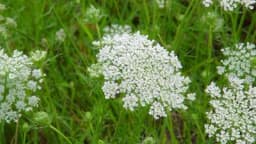 DIVLJA MRKVA - Ljekovitost, upotreba, karakteristike