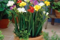 Frezija: Sadi se u jesen za opojan miris u proljeće