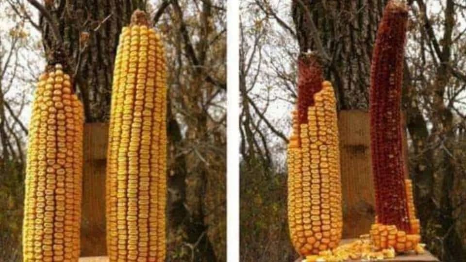 Eksperiment u PRIRODI koji u potpunosti potvrđuje štetnost GM HRANE!