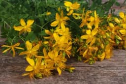 Četiri prirodna analgetika i recepti za pripremu pripravaka