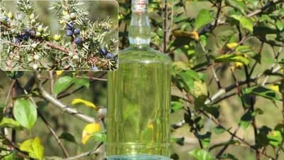 Kako se pravi KLEKOVAČA - Oprezno sa korišćenjem!