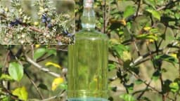 Kako se pravi KLEKOVAČA - Oprezno sa korišćenjem!