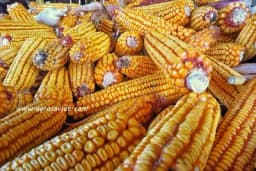 Proizvodnja kukuruza u FBiH manja za 30 odsto