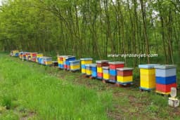 Što prije obezbijediti pčelama hranu!