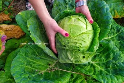 Šta je kupus dijeta? Kažu da se pomoću nje gubi do 6 kg nedeljno, a evo šta stručnjaci misle