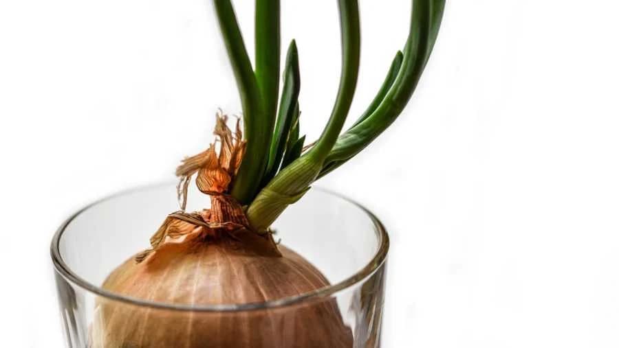 Uzgojite MLADI LUK u ČAŠI VODE - Brzo i korisno!