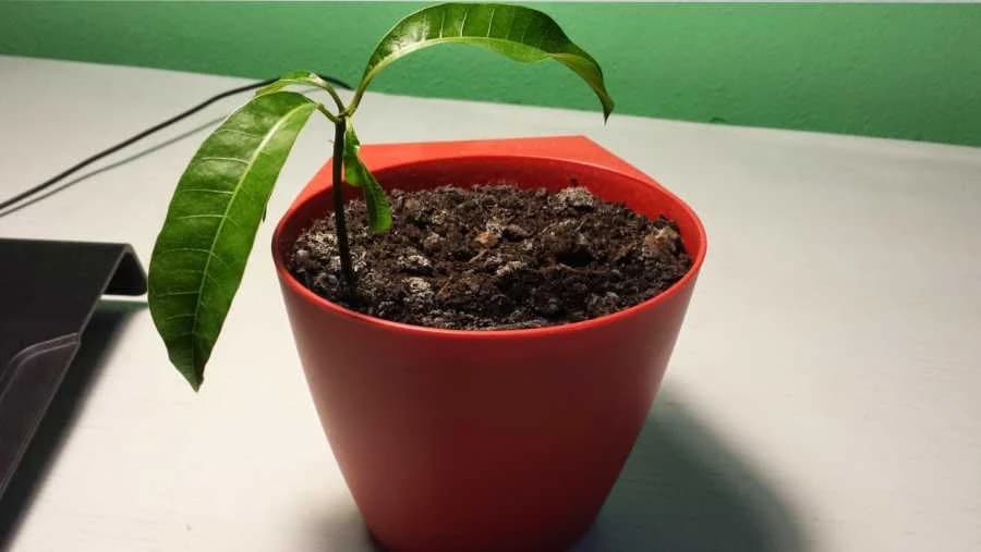 Mango