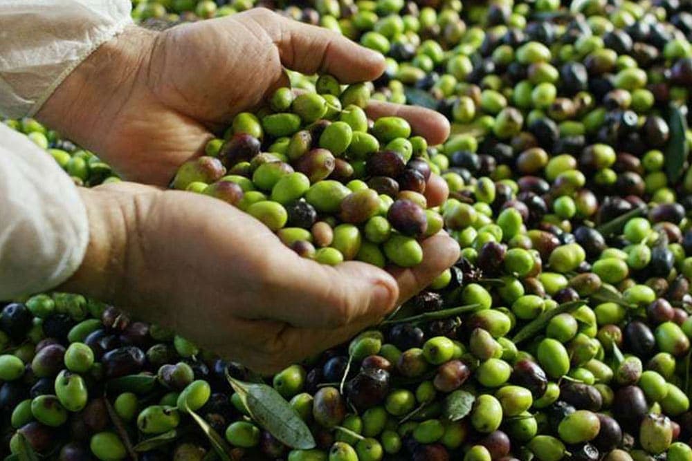 Maslina bolje rađa uz azot, fosfor i bor