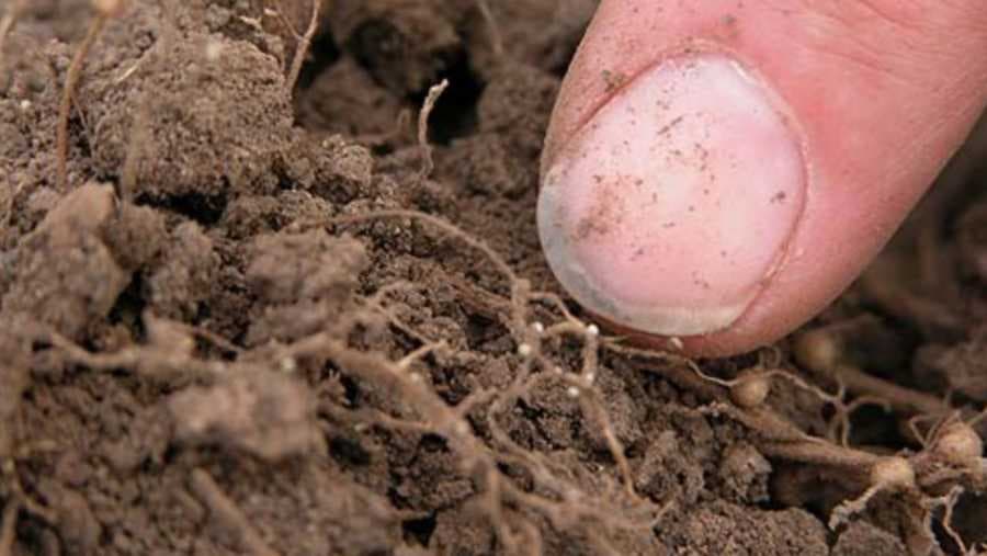 Nematode napadaju biljke – Zaštitite ih na vrijeme